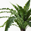 2 x Fern Birds Nest Plant