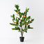 2 x Orange Tree