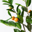 2 x Orange Tree
