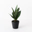 12 x Sansevieria Plant