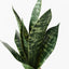 12 x Sansevieria Plant