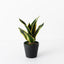 12 x Sansevieria Plant
