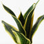 12 x Sansevieria Plant