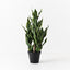 Sansevieria Plant