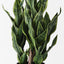 Sansevieria Plant
