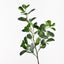 12 x Ficus Microcarpa Spray