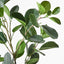12 x Ficus Microcarpa Spray