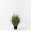 2 x Grass Plant