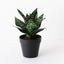 6 x Sansevieria Plant
