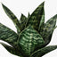 6 x Sansevieria Plant