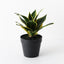 6 x Sansevieria Plant