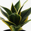 6 x Sansevieria Plant