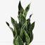 6 x Sansevieria Plant