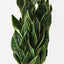 2 x Sansevieria Plant