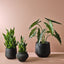 2 x Sansevieria Plant