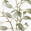 12 x Eucalyptus Long Leaf Spray