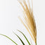 12 x Pampas Grass Spray