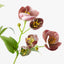 12 x Hellebore Spray