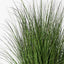 2 x Grass Plant