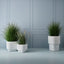 2 x Grass Plant