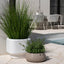 2 x Grass Plant