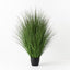 2 x Grass Plant