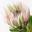 12 x Protea King