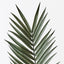 6 x Palm Kentia Leaf