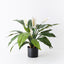 2 x Spathiphyllum Plant