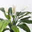 2 x Spathiphyllum Plant