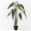 Alocasia Plant