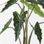 Alocasia Plant