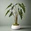 Alocasia Plant