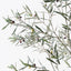 Olive Tree