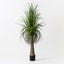 Grass Yucca Plant