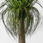 Grass Yucca Plant