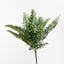 6 x Fern Asparagus Bush