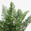 6 x Fern Asparagus Bush