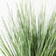 4 x Grass Onion Plant