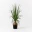 2 x Grass Bulb Plant
