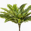 6 x Fern Boston Bush