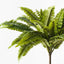 6 x Fern Boston Bush