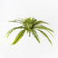 6 x Fern Boston Bush