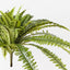 6 x Fern Boston Bush