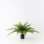 4 x Fern Leather Plant