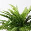 4 x Fern Leather Plant