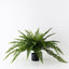 4 x Fern Leather Plant