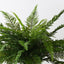 4 x Fern Leather Plant
