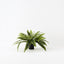 4 x Fern Boston Plant