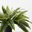 4 x Fern Boston Plant